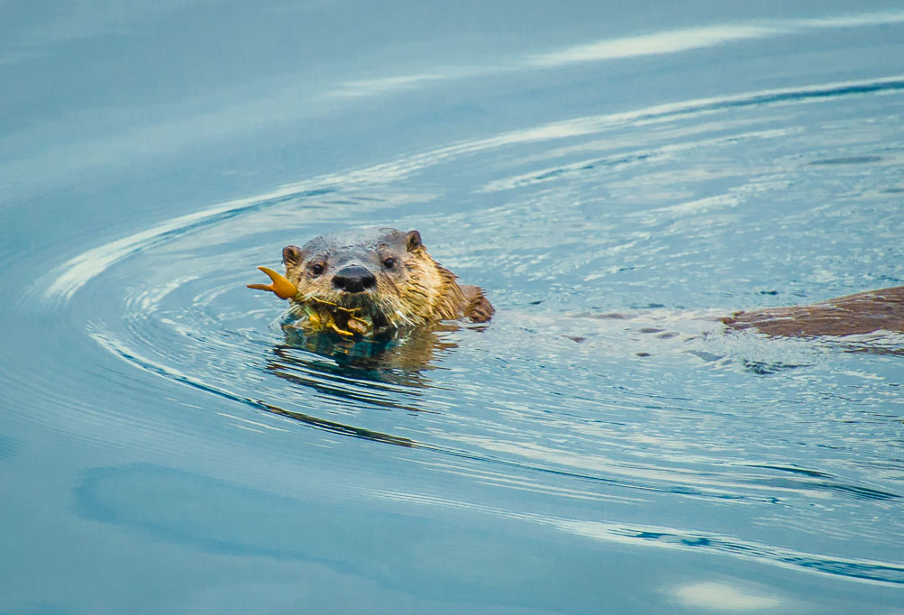 . River Otter with Crayfish
