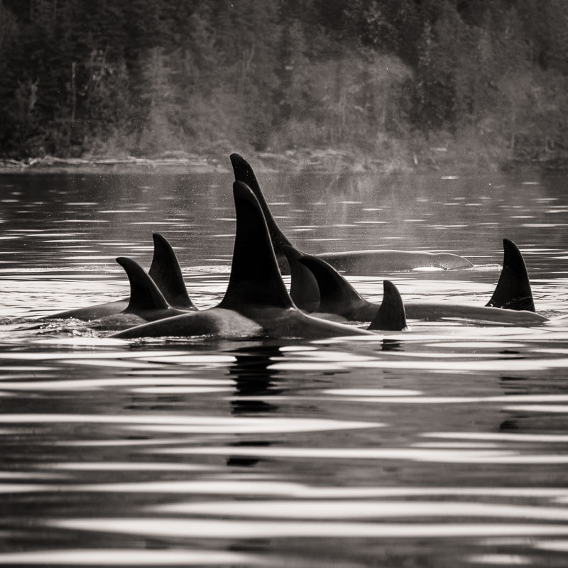 Killer Whales, Johnstone Strait, British Columbia