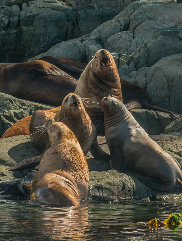 Steller Sea Lions, Vancouver Island, British Columbia, Canada