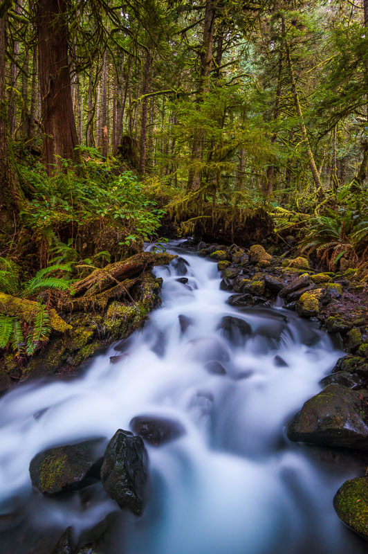 La Poel Creek rushes through the old forest towards Lake Crescent after sunset