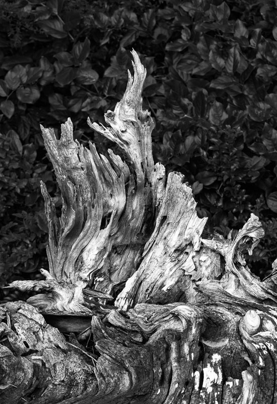 Natural Wood Sculpture, Jervis Inlet
