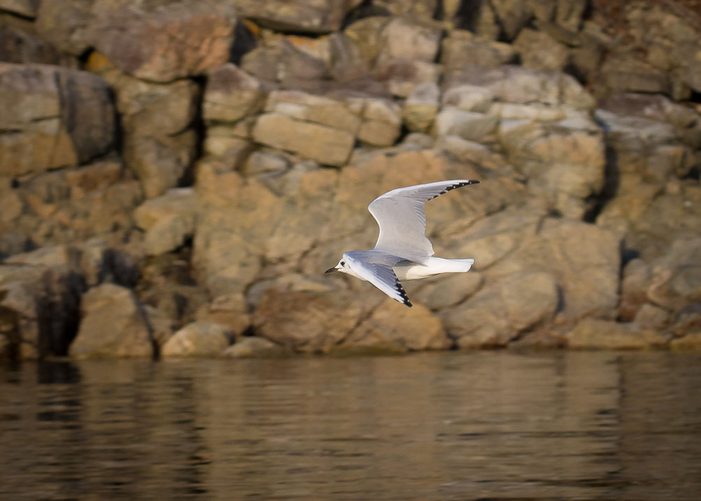 Bonaparte's Gull on Jervis Inlet