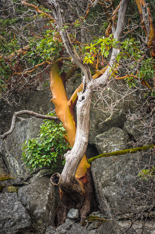 Dance of Life and Death. Intertwined Madrone Trees on Okeover Inlet