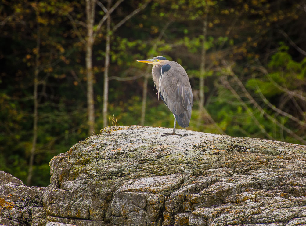 Resting Great Blue Heron, Okeover Inlet
