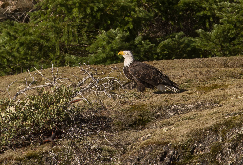 Beautiful, resting Bald Eagle