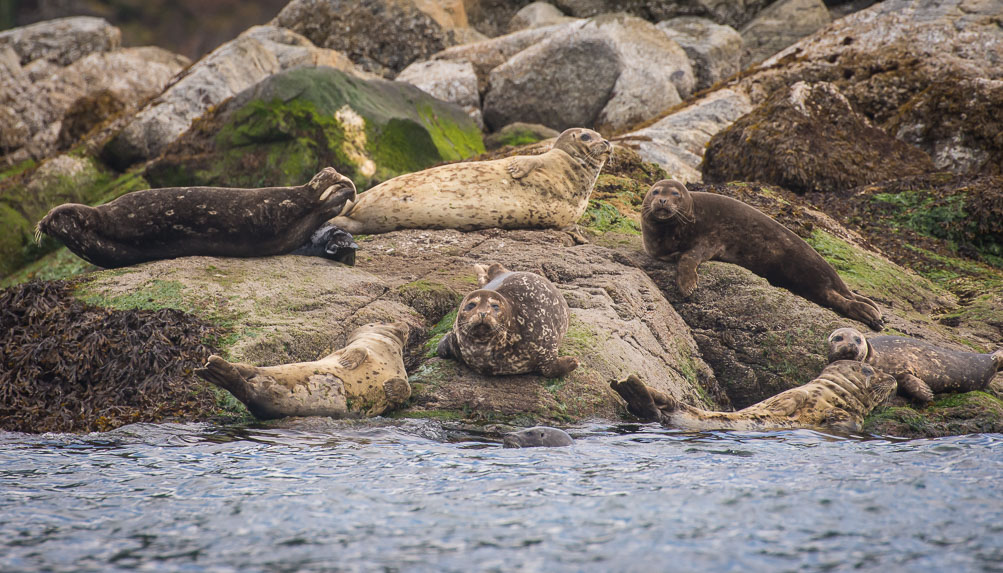 Resting Harbor Seals blending into the Rocks, Sechelt Inlet