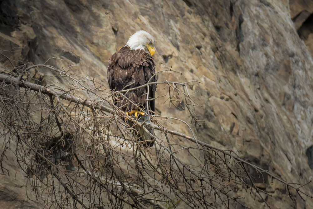 Resting Eagle, A-ka-lat, Quillayute River, Washington
