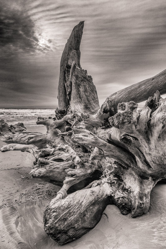 Majestic Driftwood, La Push, Washington. This beautiful root is lovely from many angles
