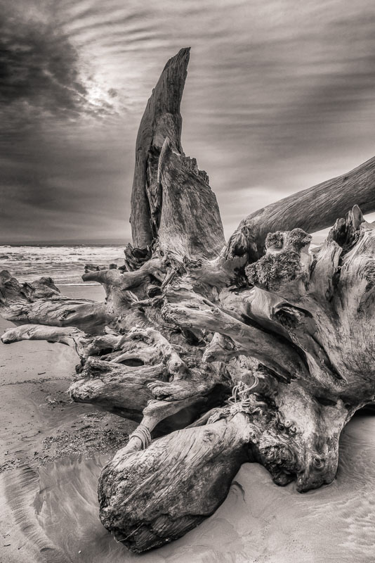 . Majestic Driftwood, La Push, Washington. This beautiful root is lovely from many angles