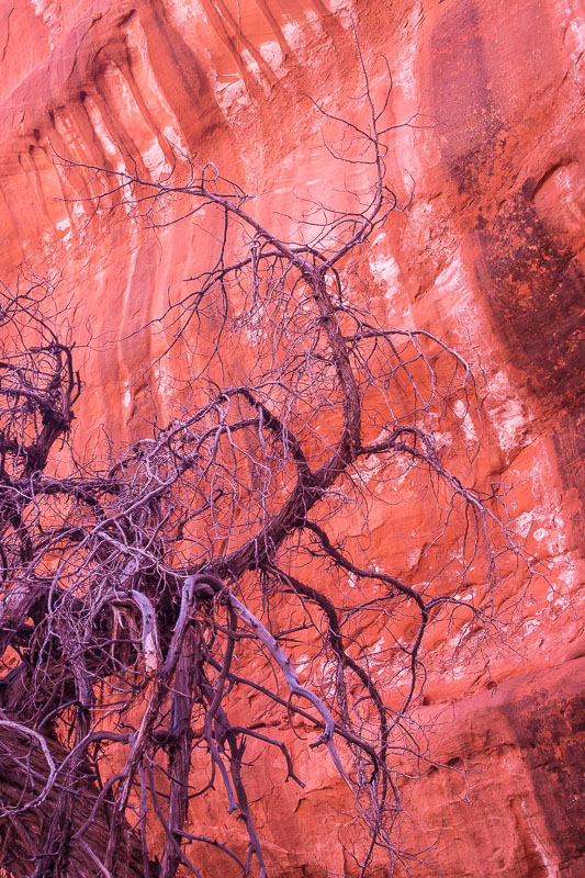 Tree Form, Arches National Park, Moab, Utah