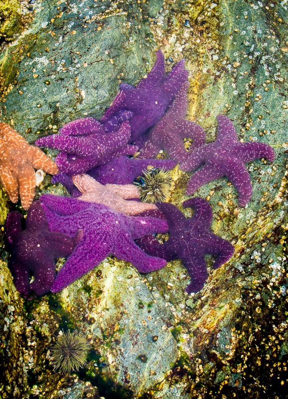 Sea Stars and Urchins, Malaspina Inlet