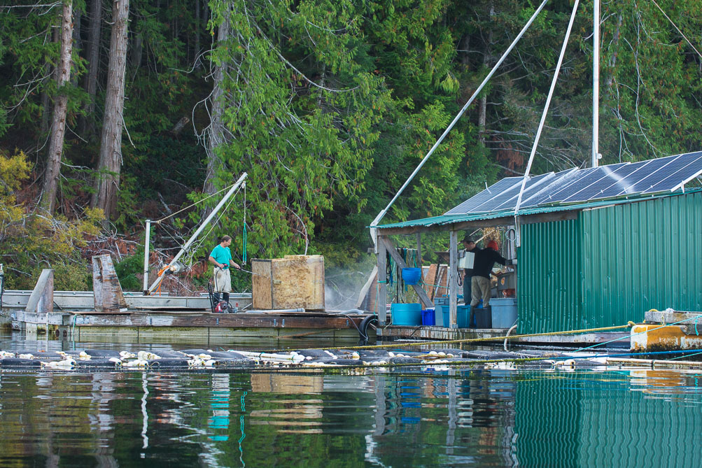 Oystermen in Okeover Inlet