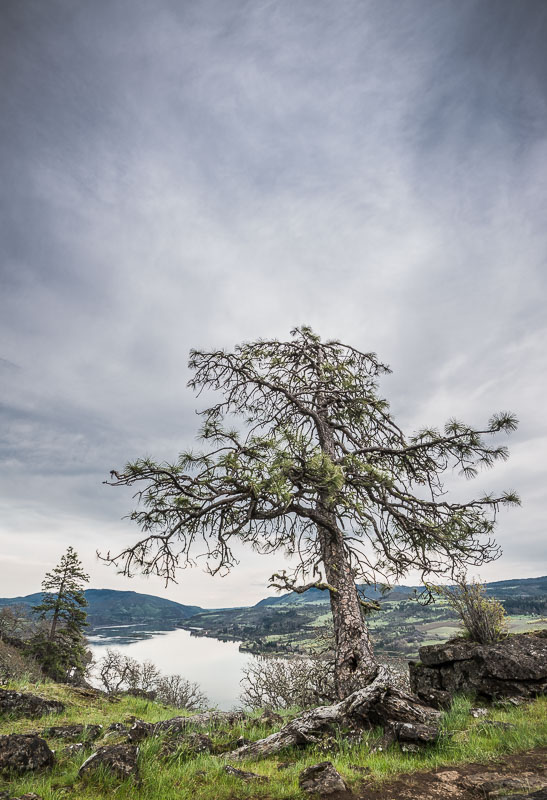 Lone Pine, Columbia River, Washington
