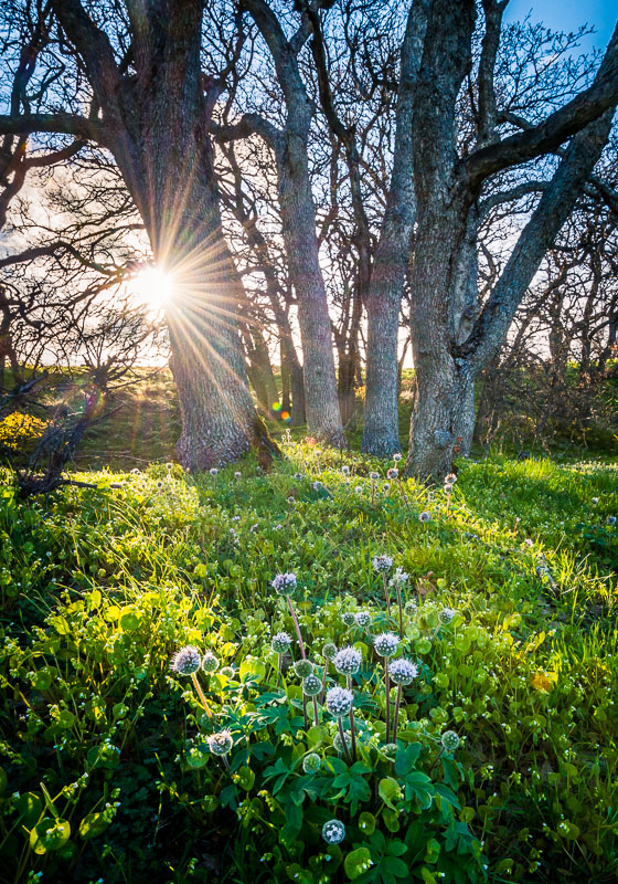 Signs of Spring, Ballhead Waterleaf and Oak Trees, Washington