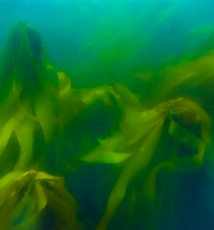Kelp Dance