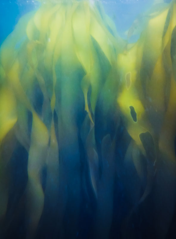 Kelp garments adorning the underworld