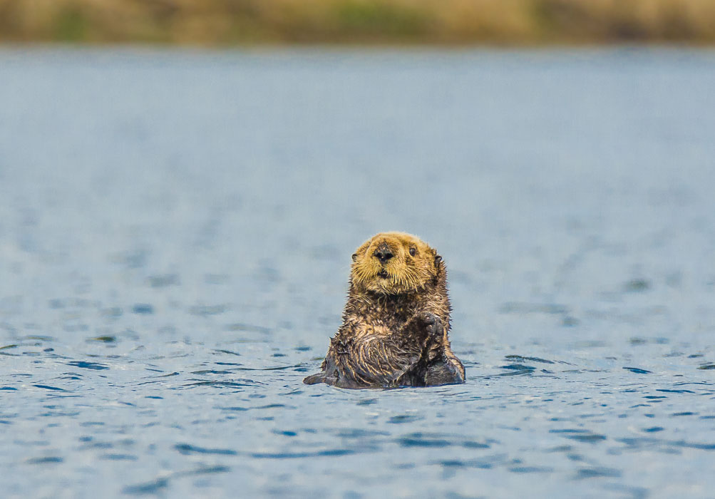 Curious Sea Otter
