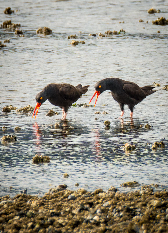 Comical Black Oystercatchers talking it over