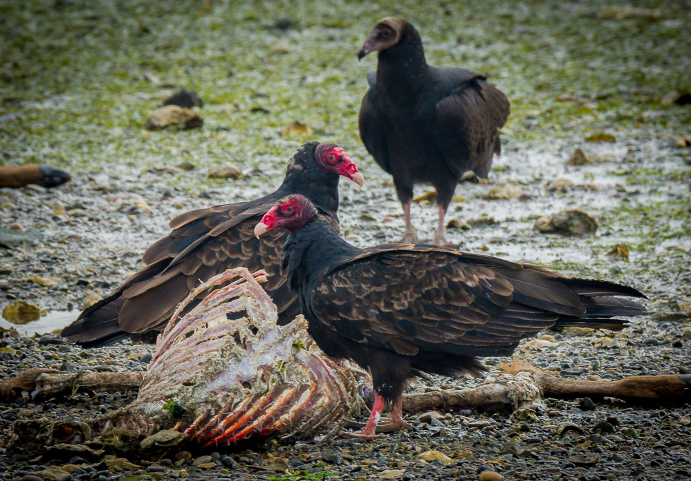 Turkey Vultures doing what they do best
